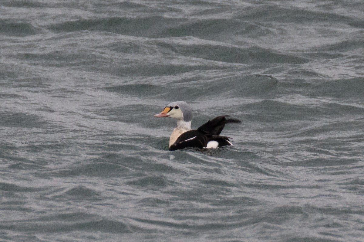 King Eider - ML647266380