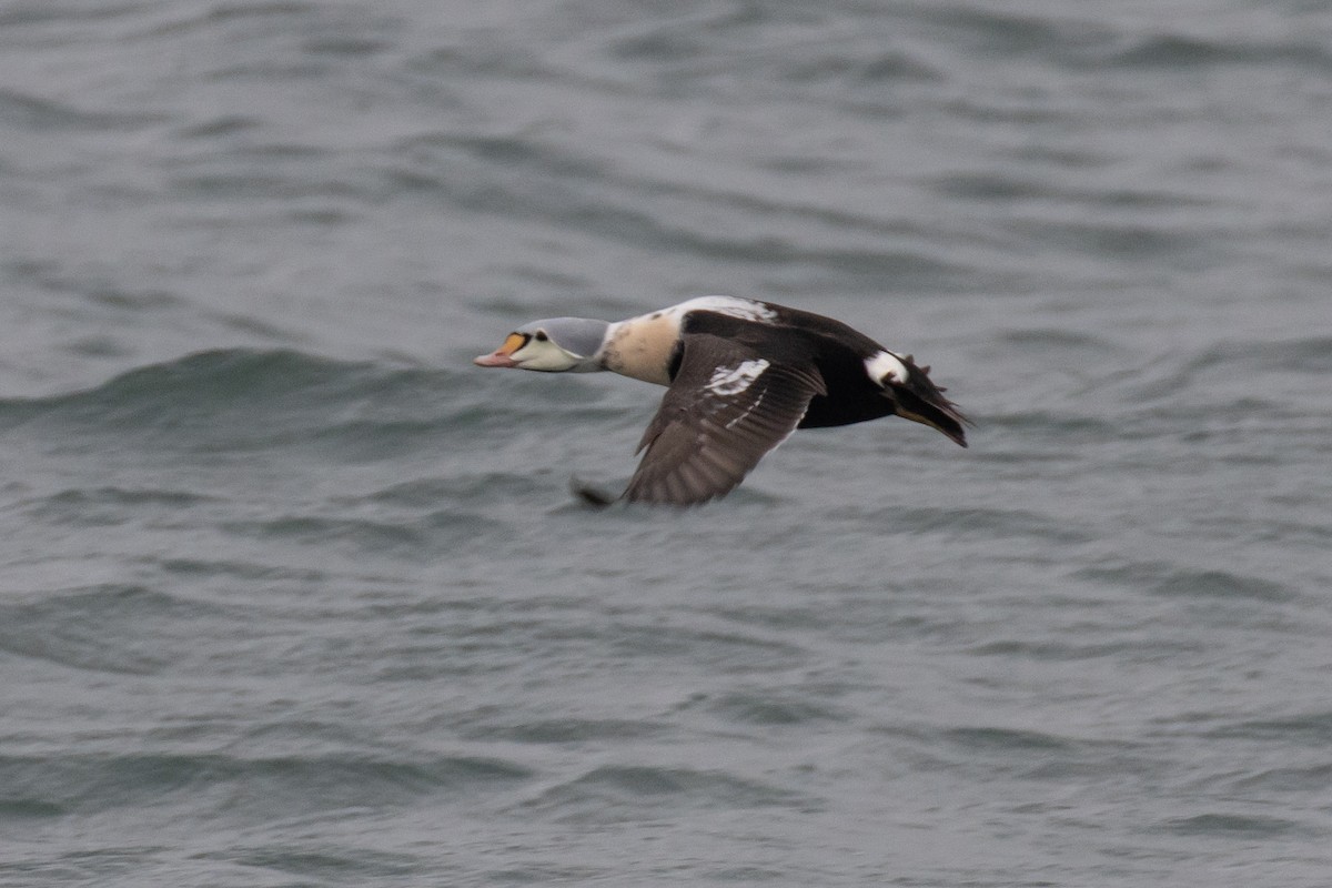 King Eider - ML647266381