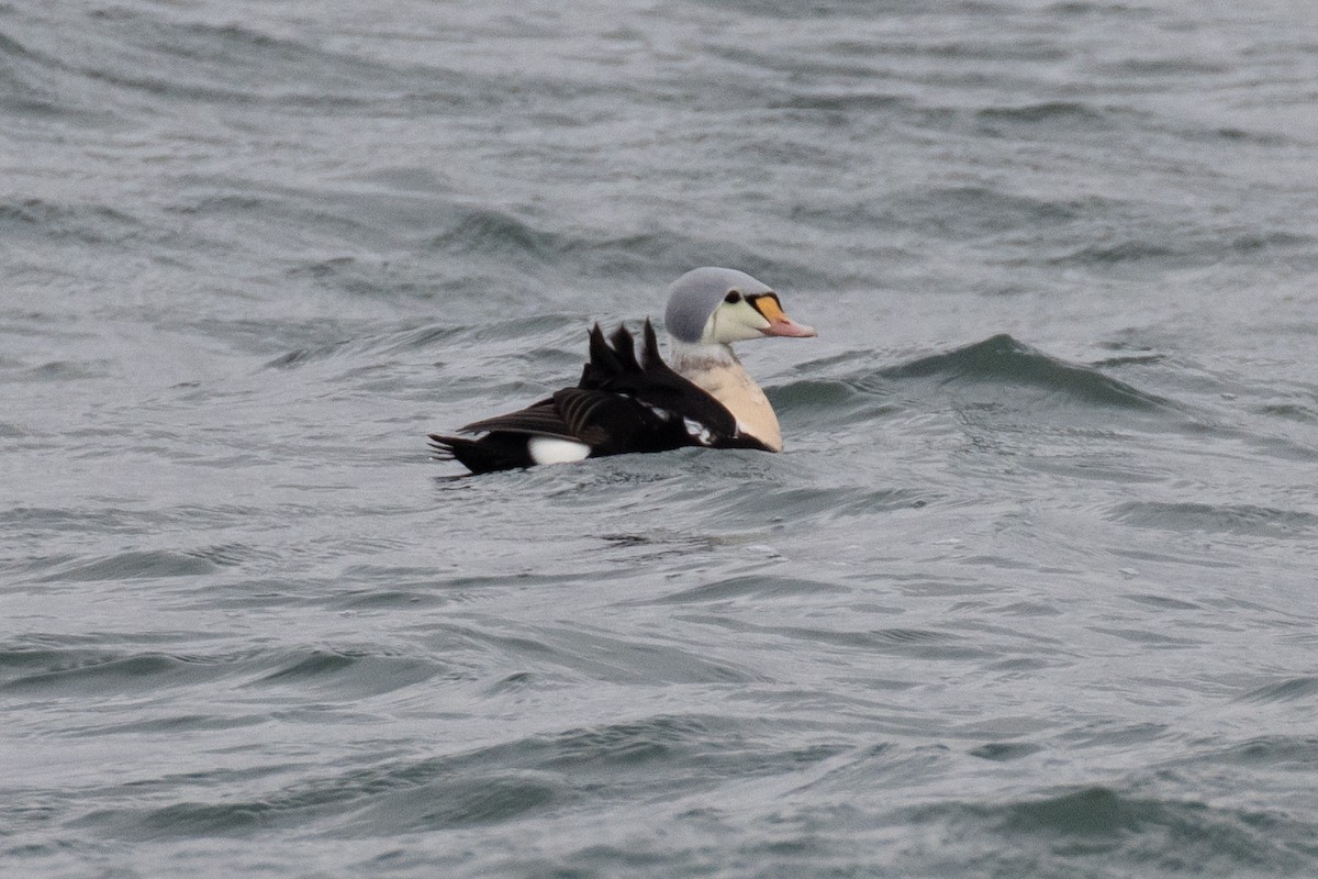 King Eider - ML647266382
