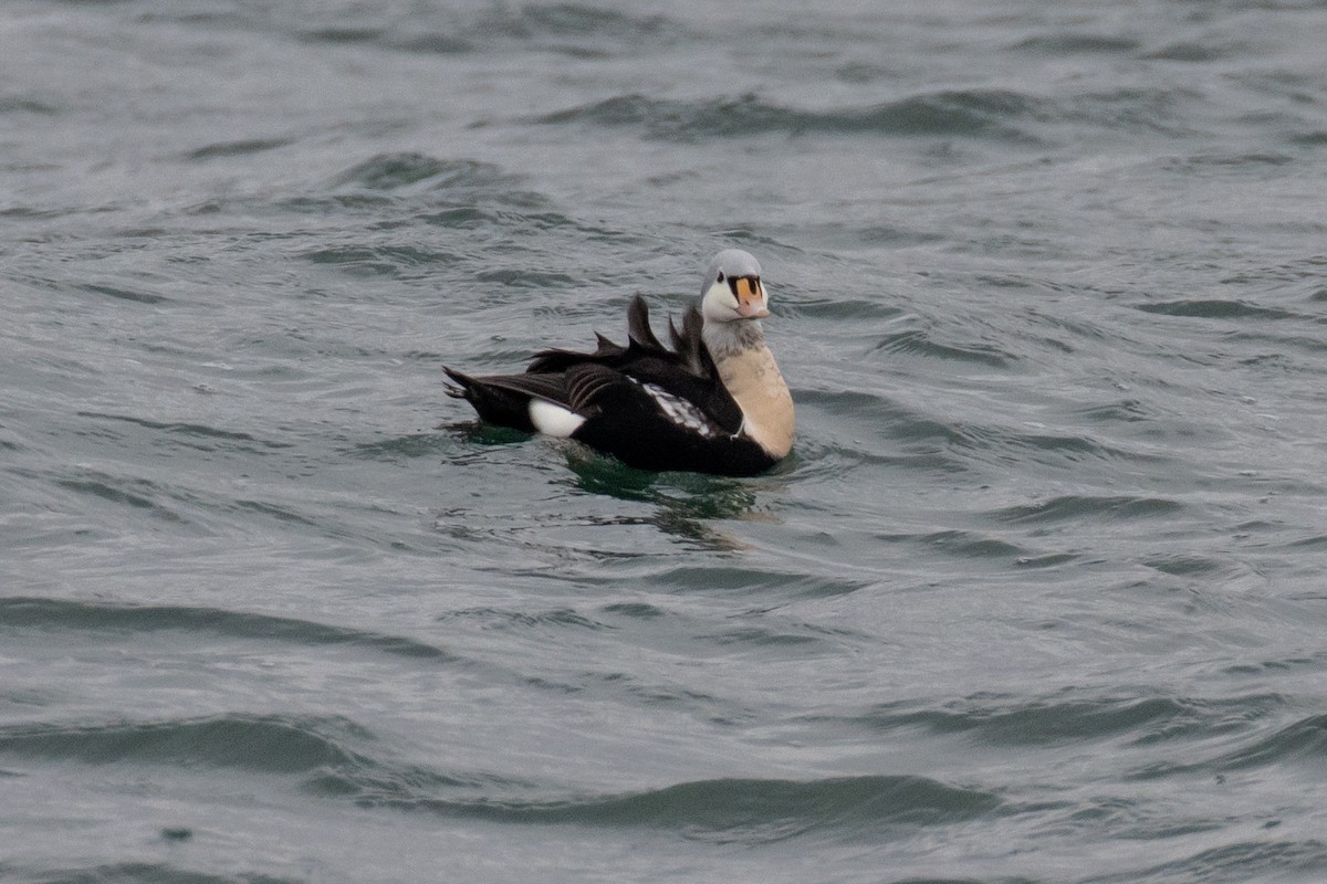 King Eider - ML647266383