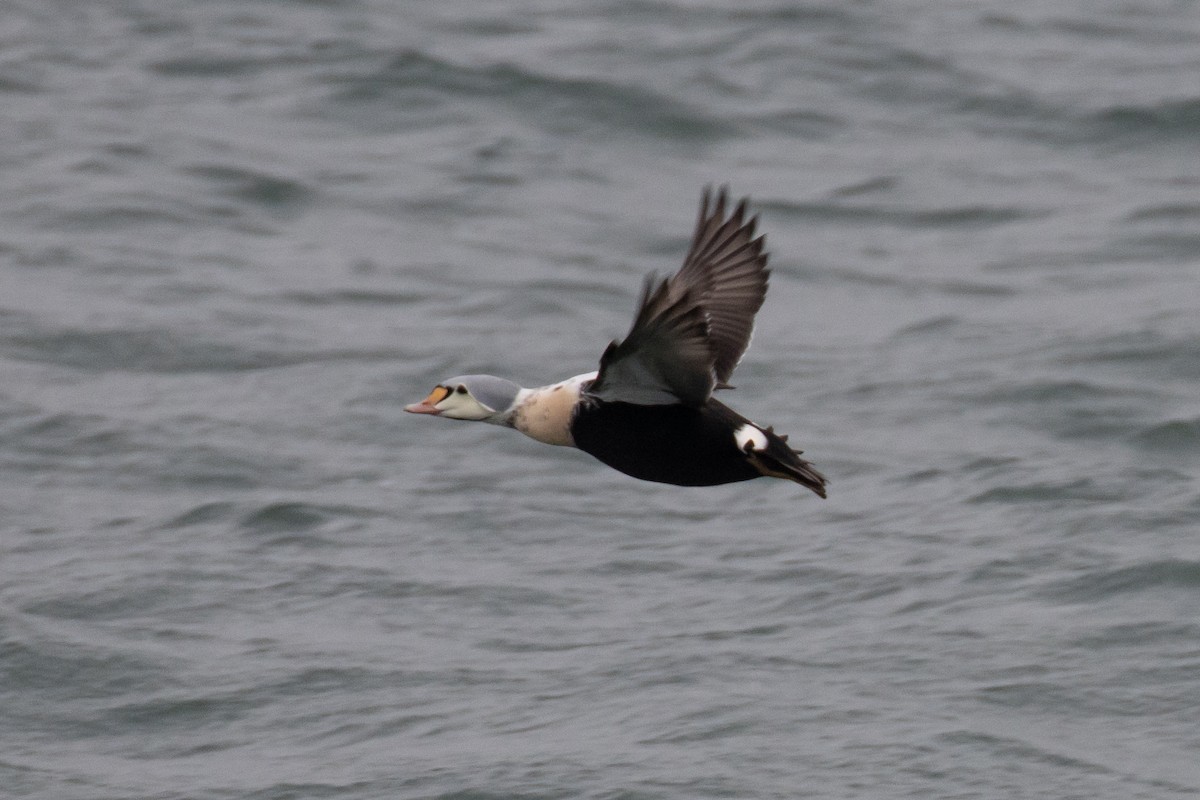 King Eider - ML647266384