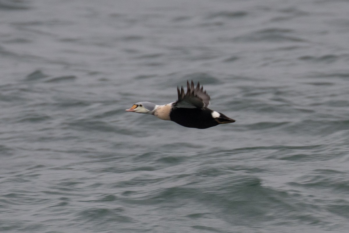 King Eider - ML647266385