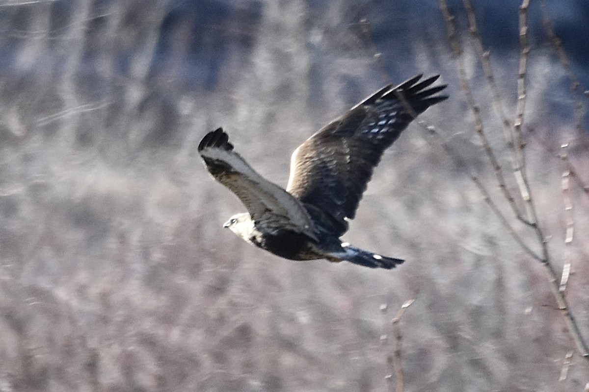 Rough-legged Hawk - ML647266388