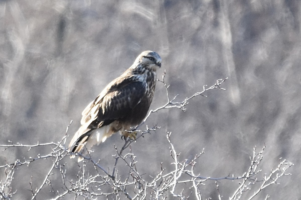Rough-legged Hawk - ML647266389