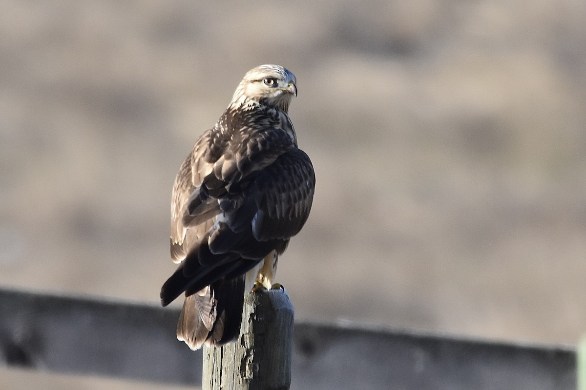 Rough-legged Hawk - ML647266390