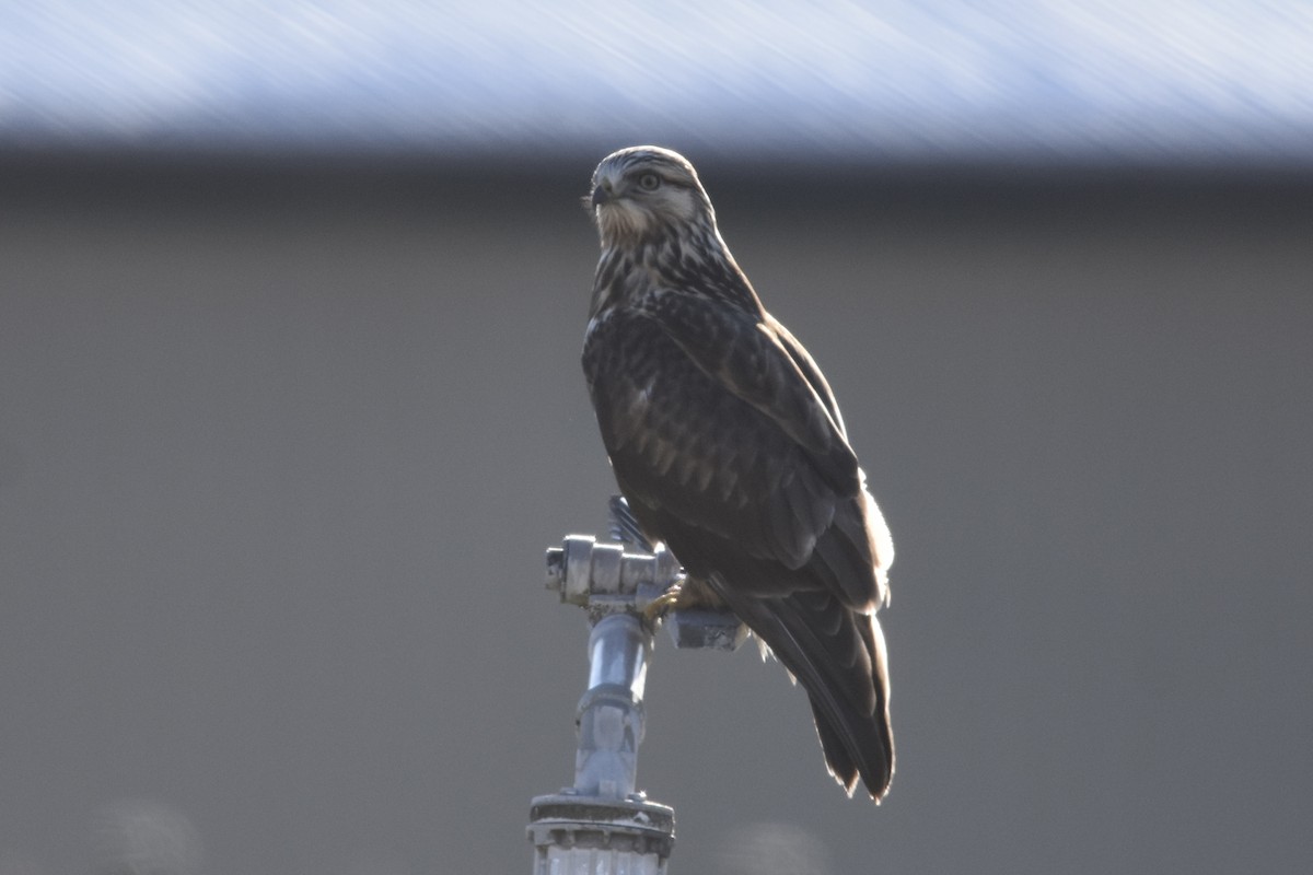 Rough-legged Hawk - ML647266391
