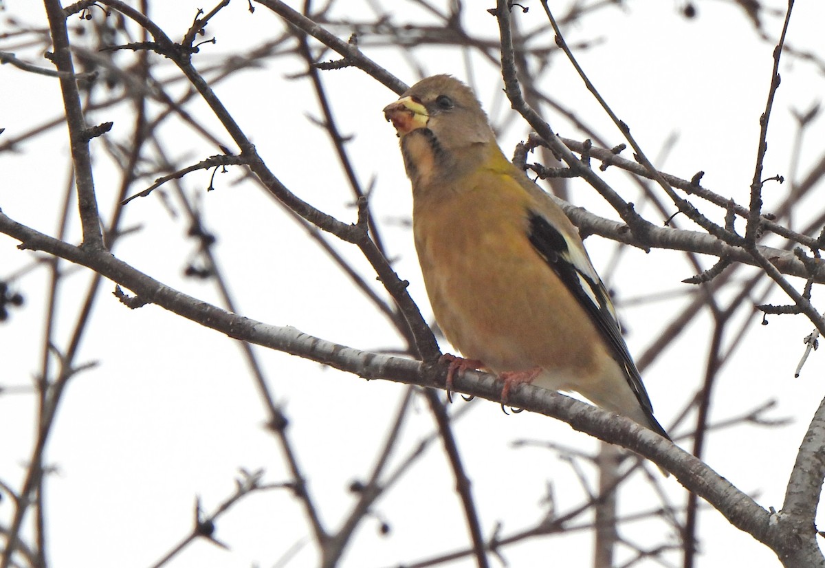 キビタイシメ - ML647266399