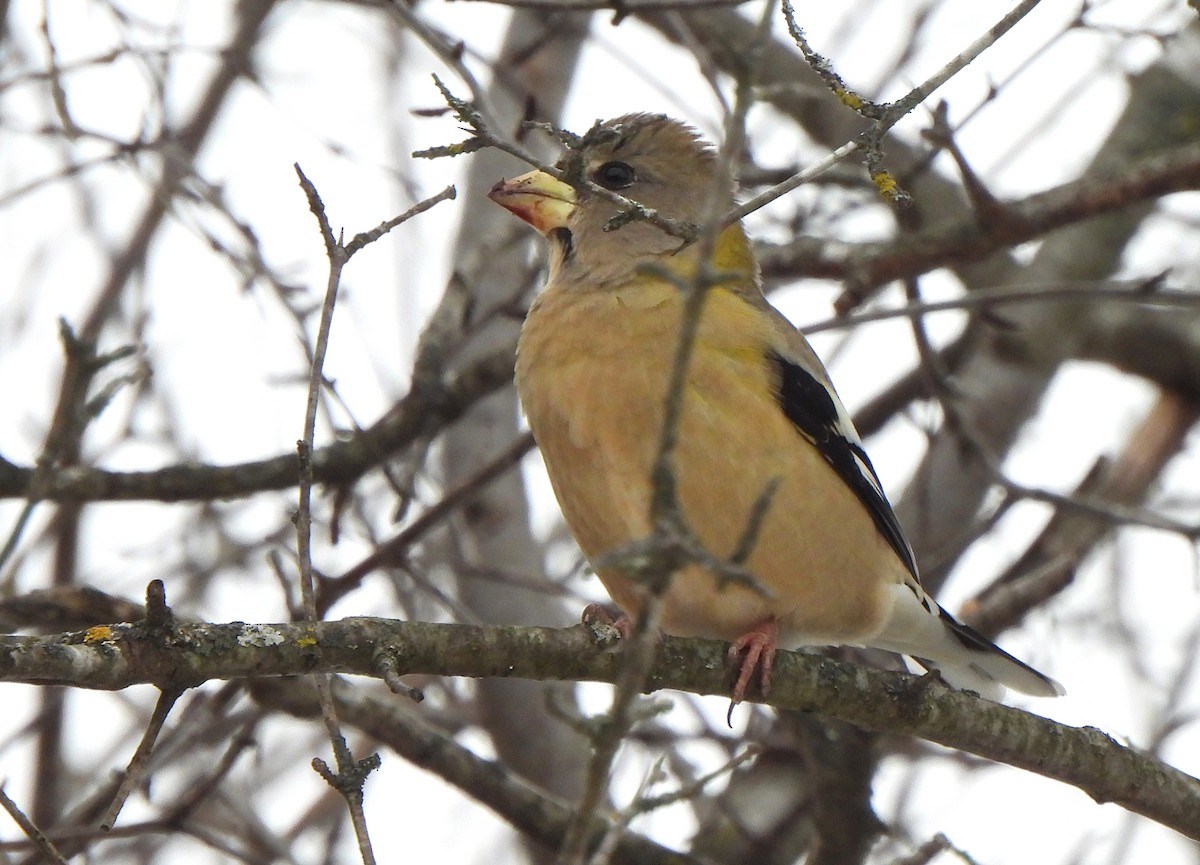 キビタイシメ - ML647266400