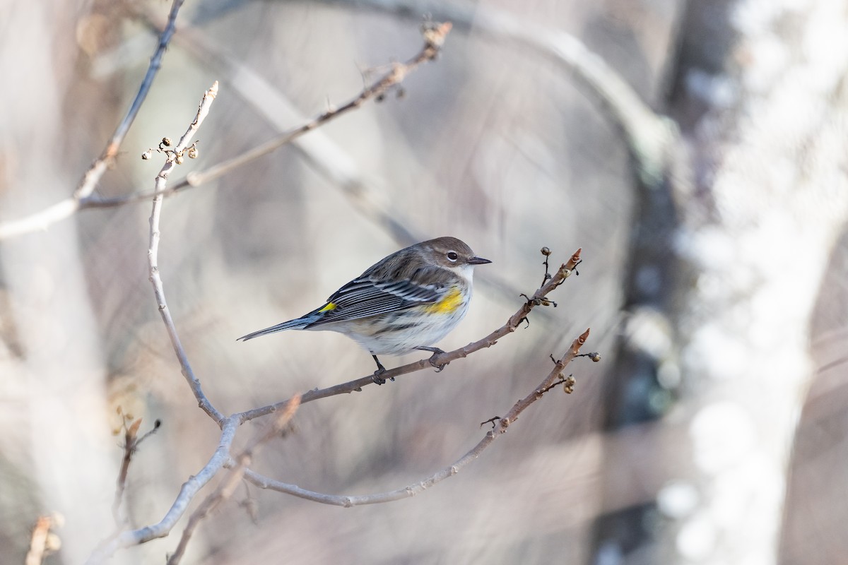 Yellow-rumped Warbler - ML647266404