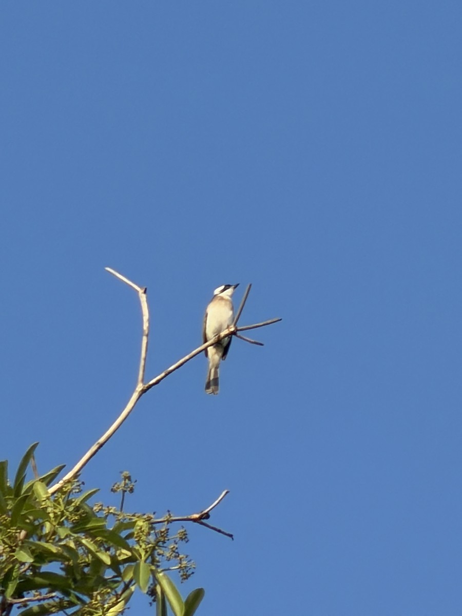 Light-vented Bulbul - ML647266405