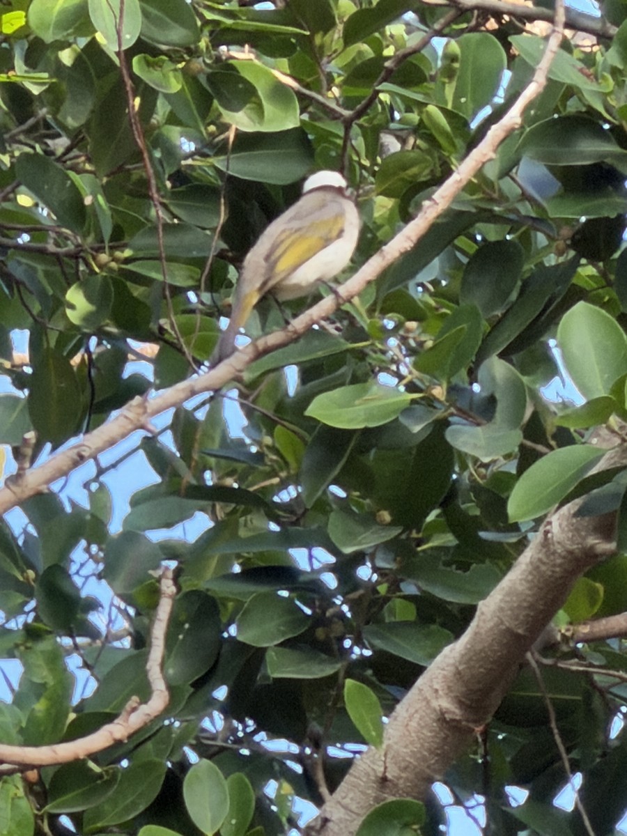 Light-vented Bulbul - ML647266406