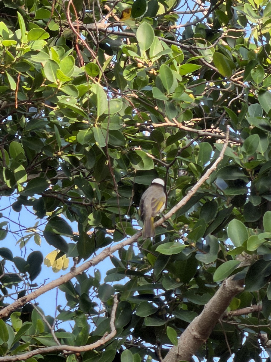 Light-vented Bulbul - ML647266407