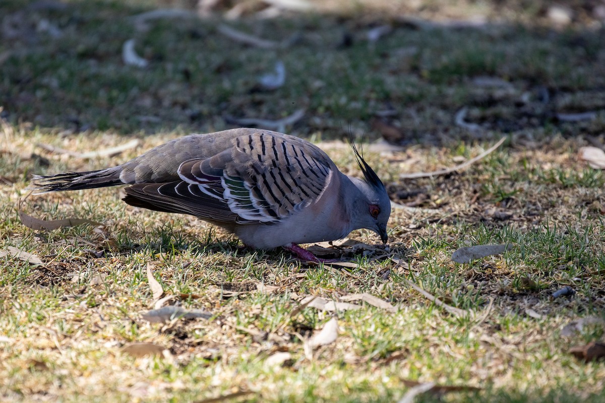 toppdue - ML647266408