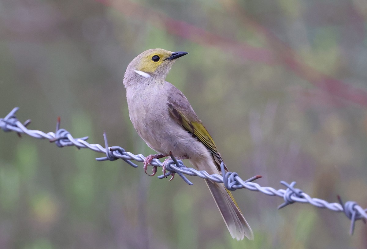 Медник блідий - ML647266410
