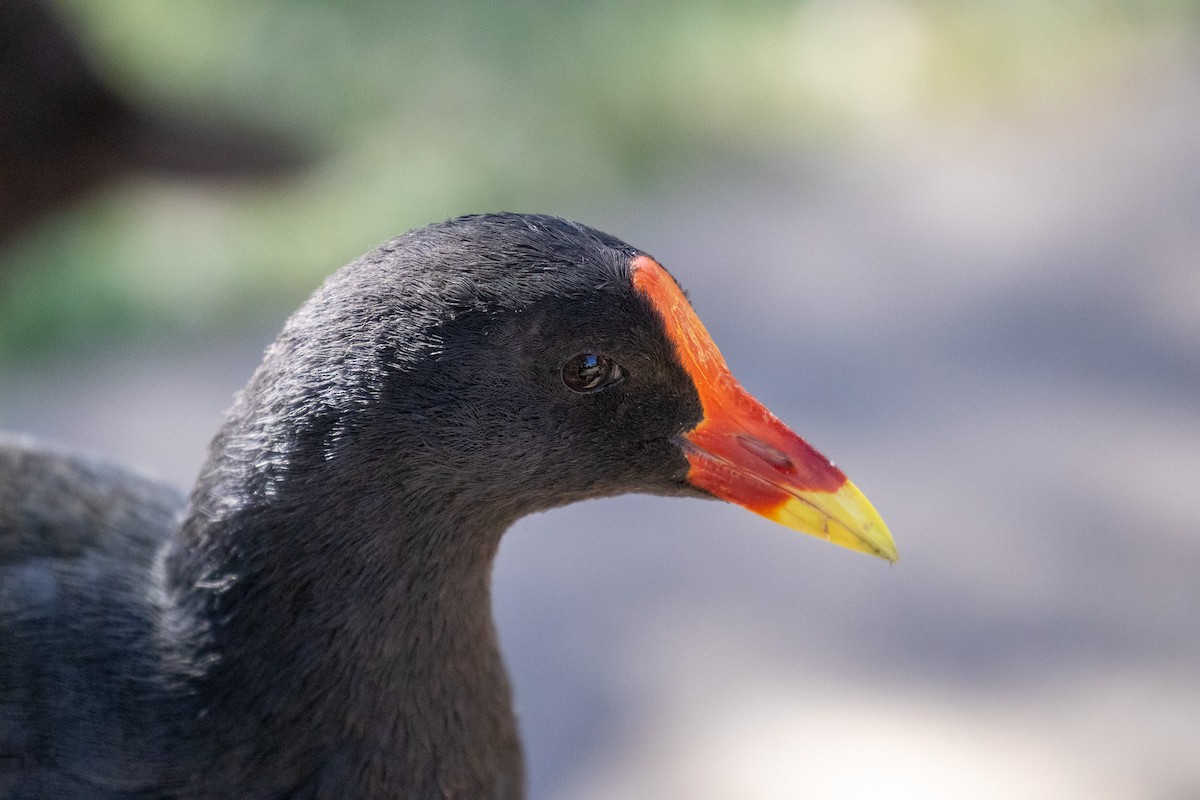 Dusky Moorhen - ML647266412