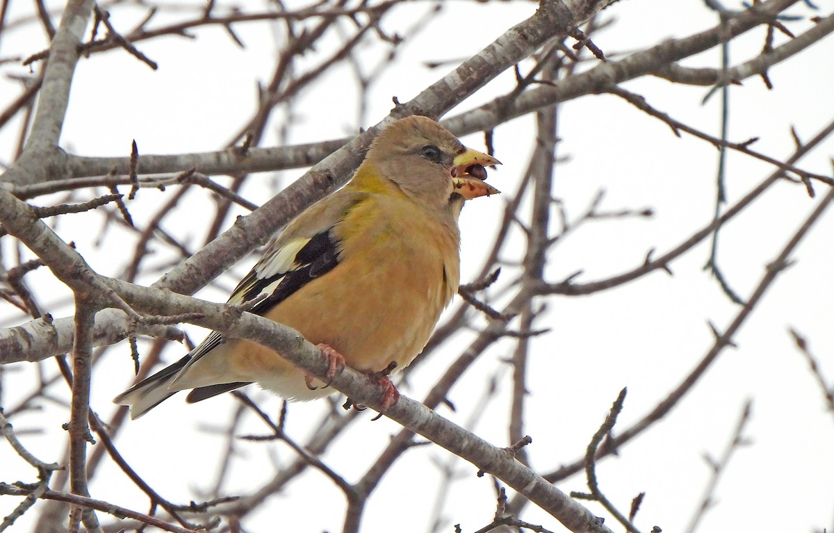 キビタイシメ - ML647266413