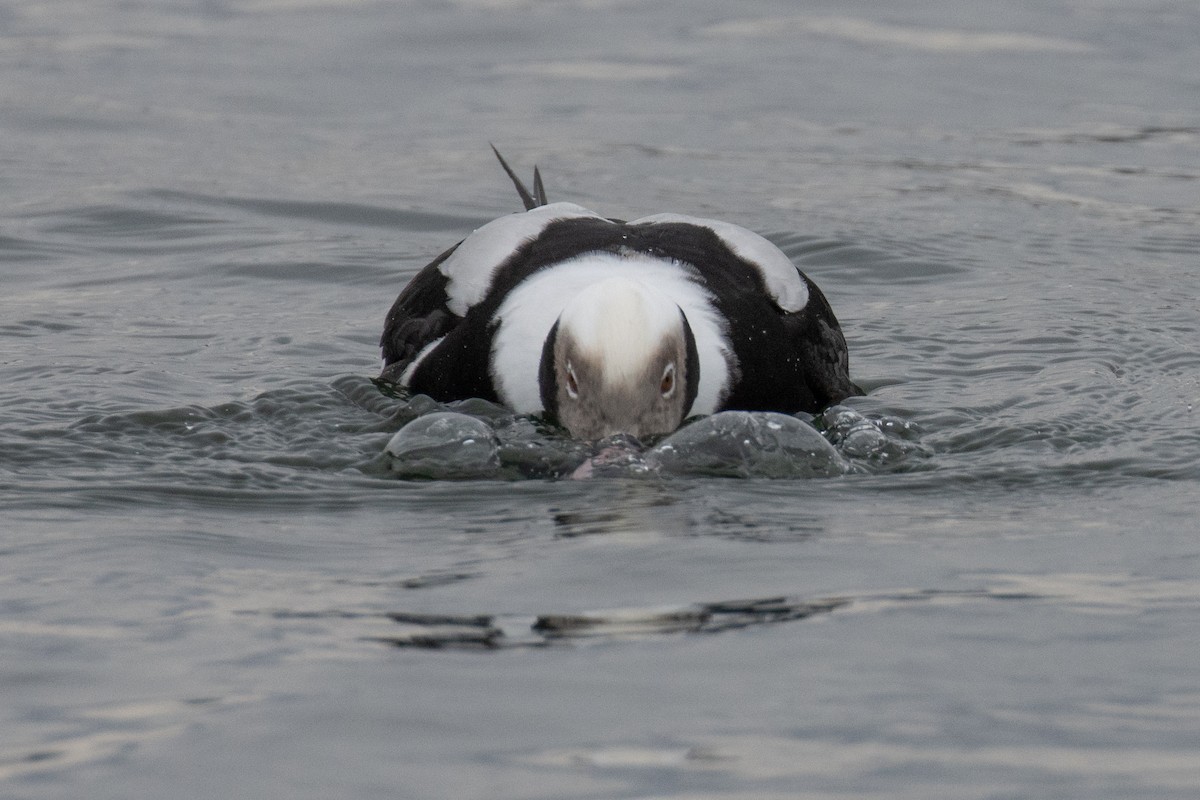 Long-tailed Duck - ML647266415