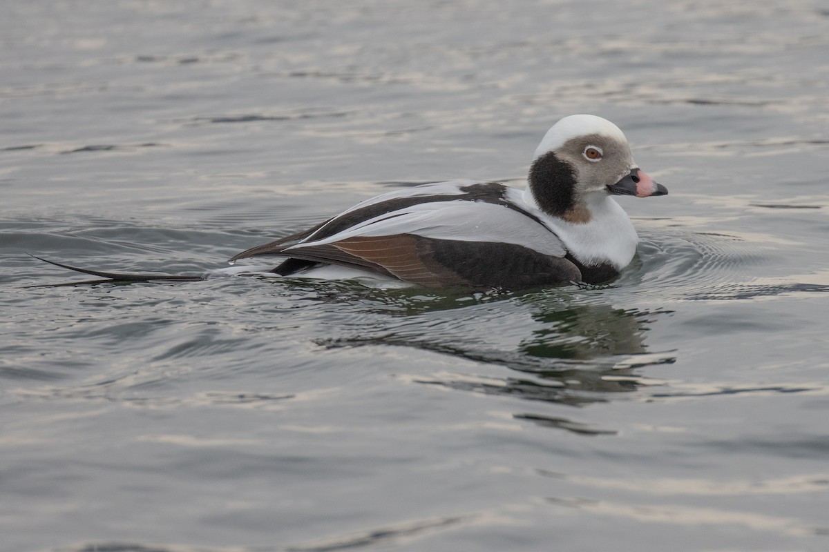 Long-tailed Duck - ML647266416