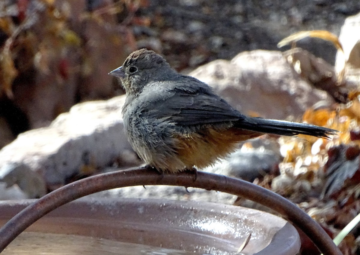 Canyon Towhee - ML647266417
