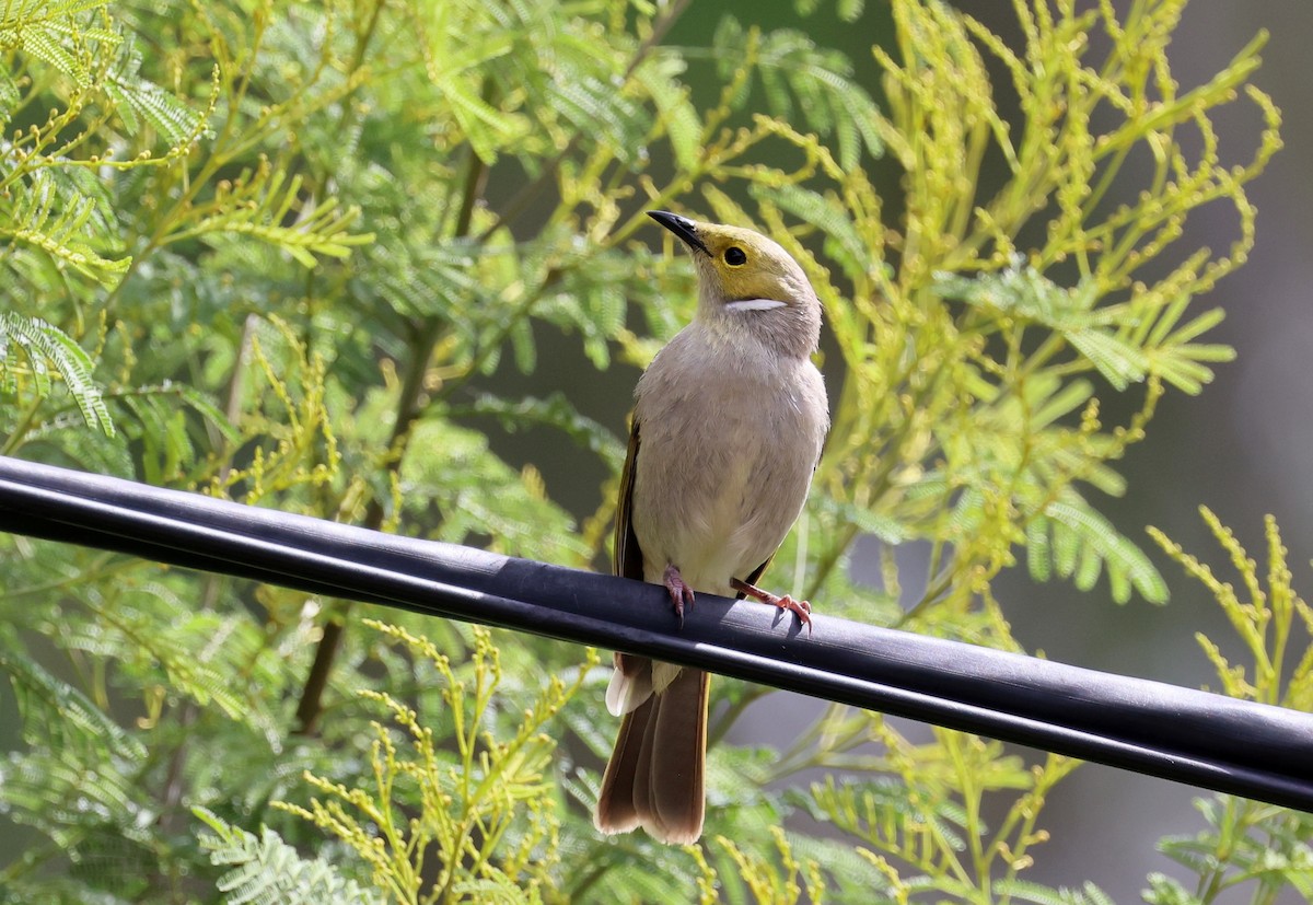 Медник блідий - ML647266419