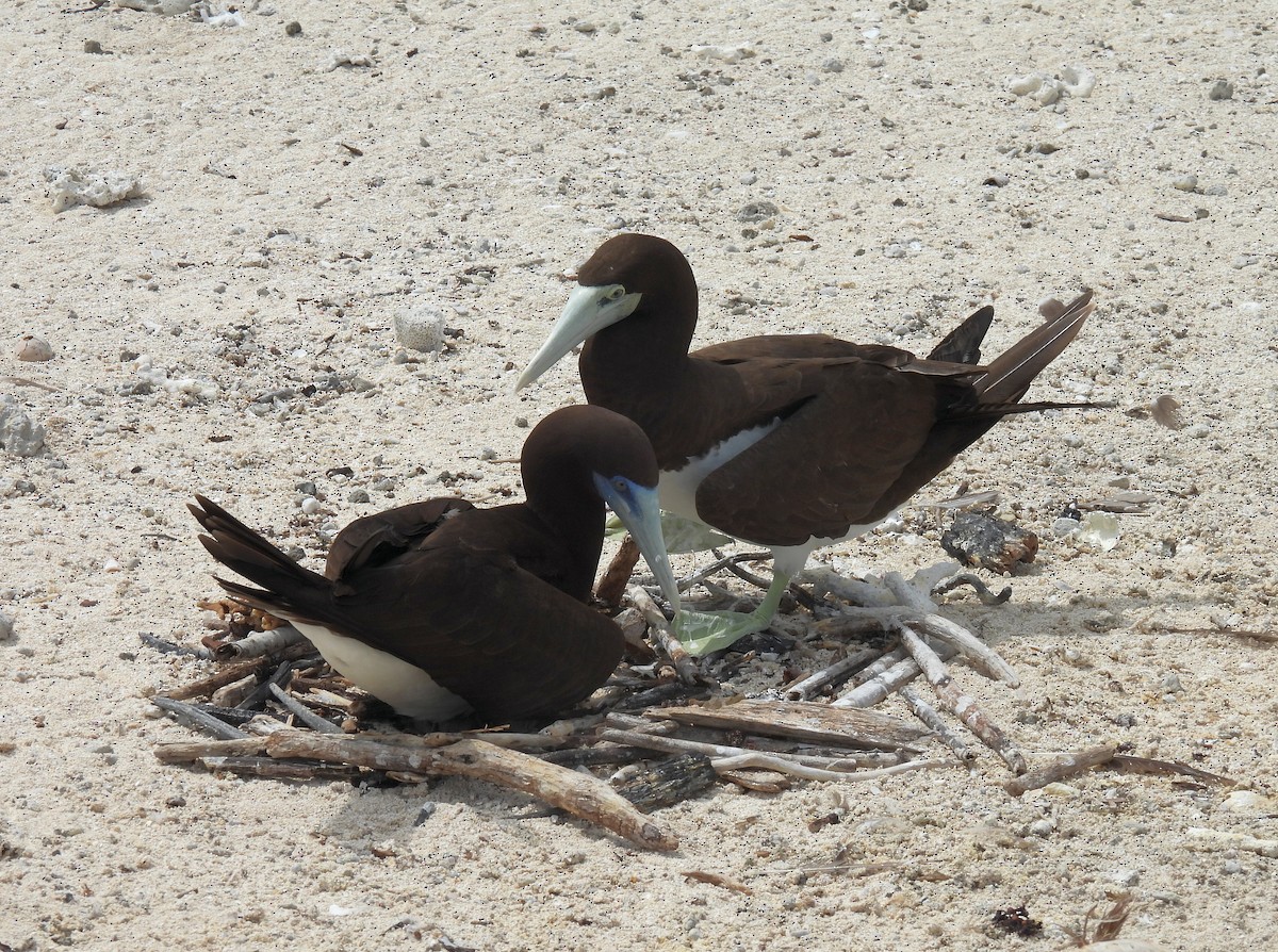 白腹鰹鳥 - ML647266420