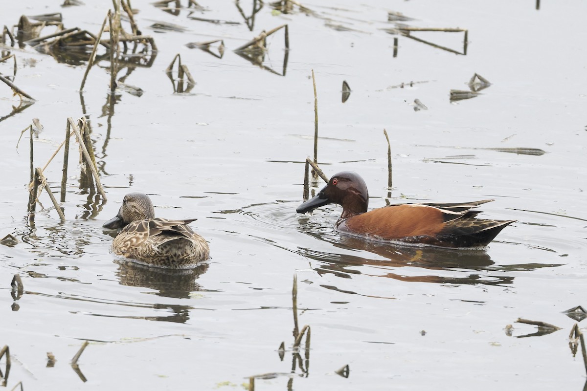 Cinnamon Teal - ML647266424