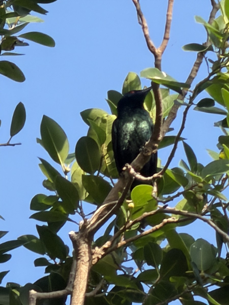 Asian Glossy Starling - ML647266425