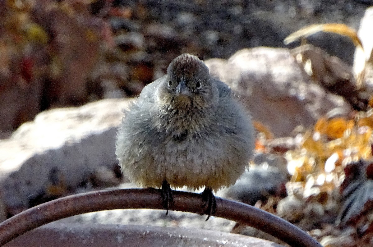 Canyon Towhee - ML647266426