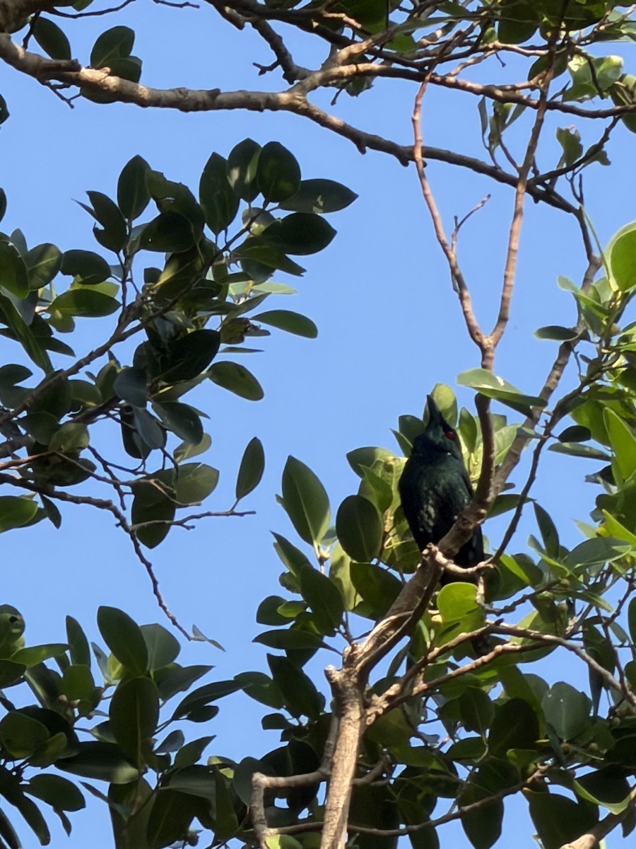Asian Glossy Starling - ML647266427