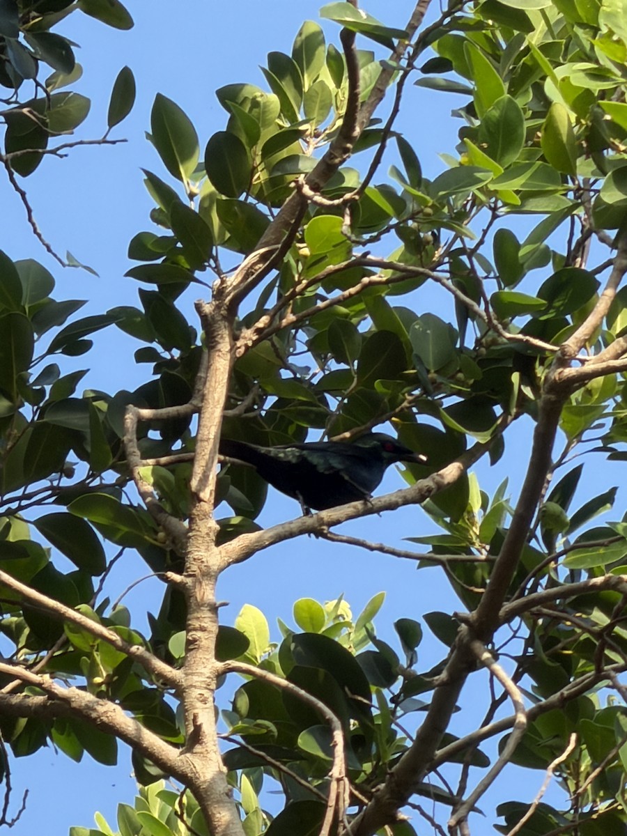 Asian Glossy Starling - ML647266428