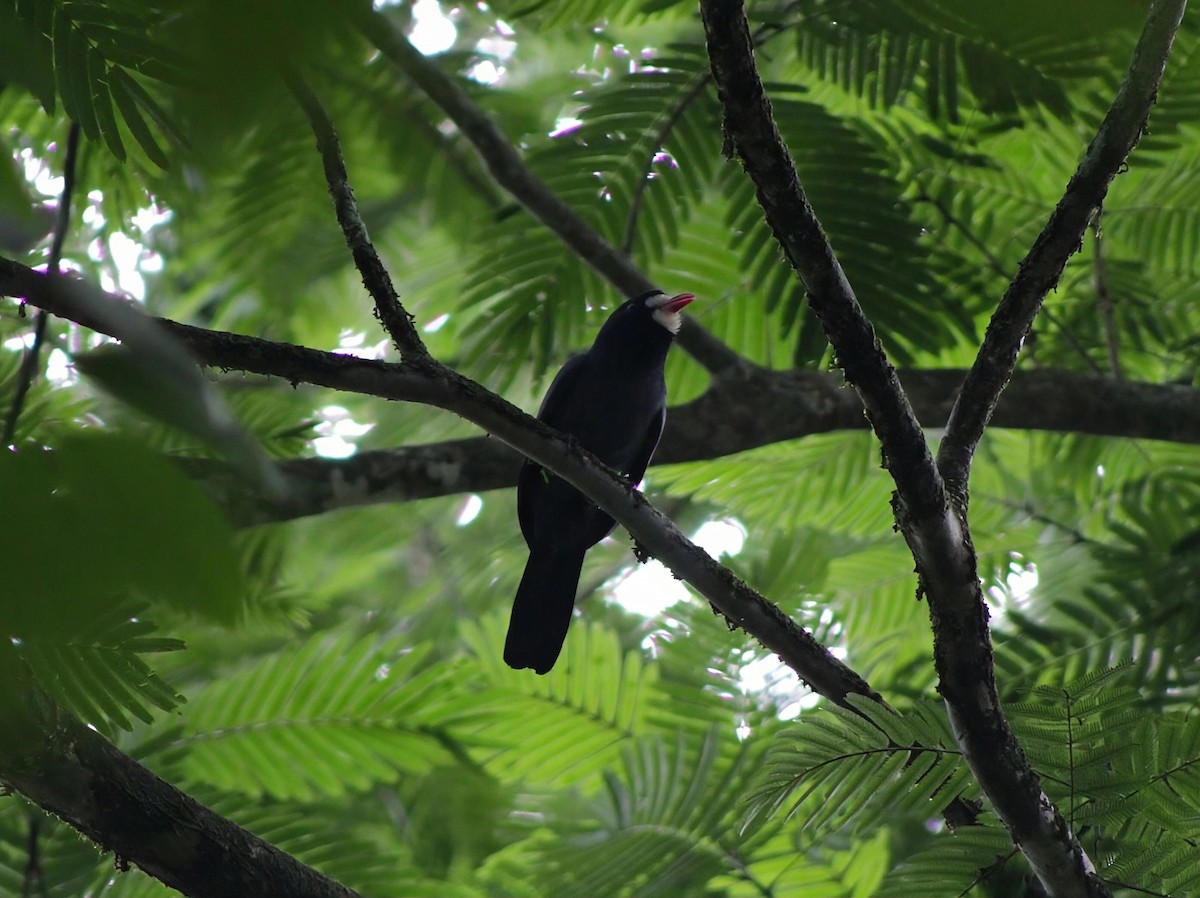 White-fronted Nunbird - ML647266429