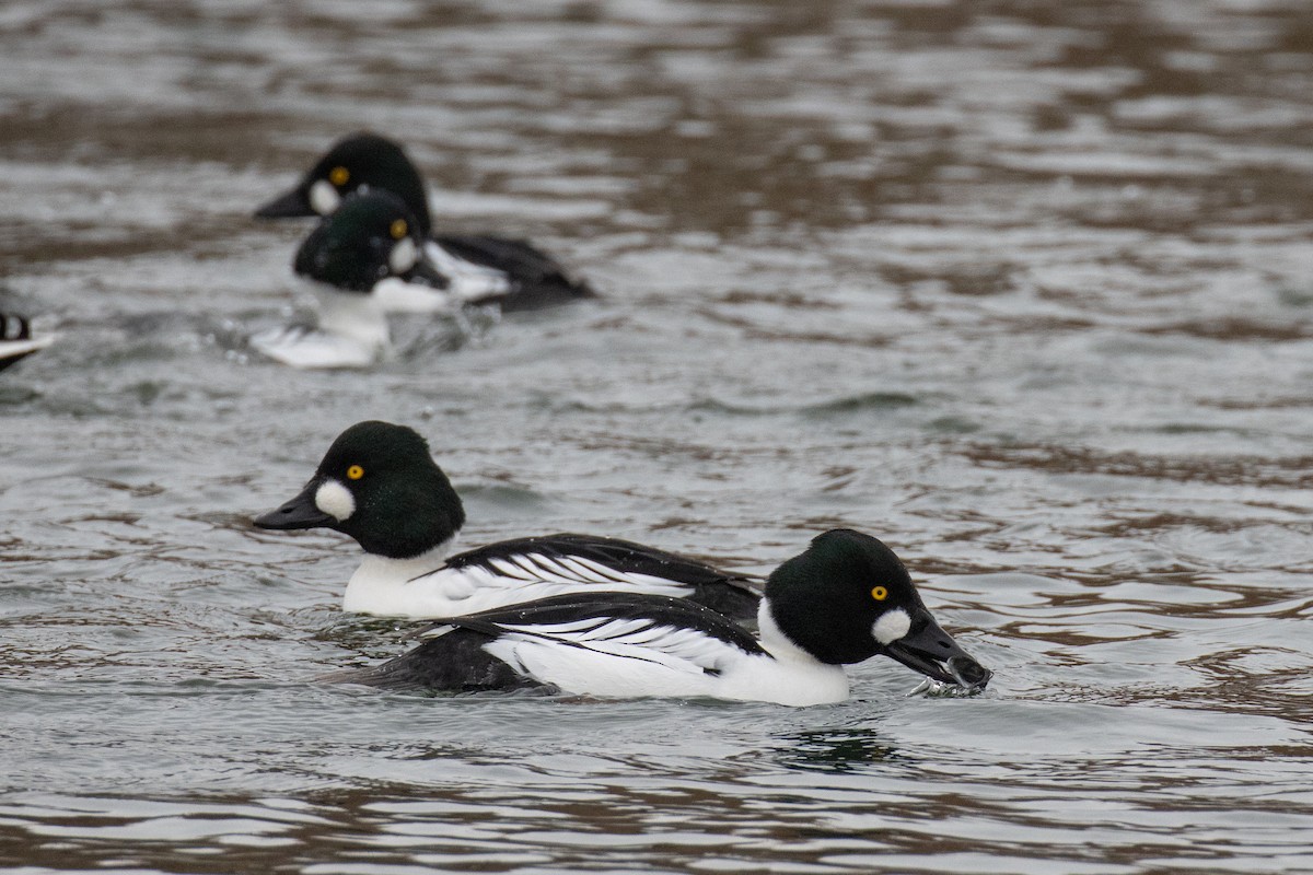 Common Goldeneye - ML647266435