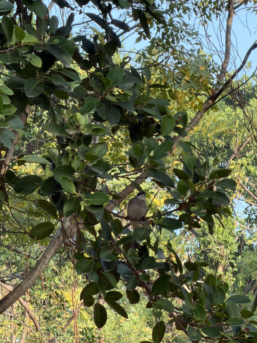 Light-vented Bulbul - ML647266437