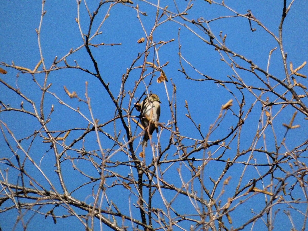 Chardonneret jaune - ML647266444
