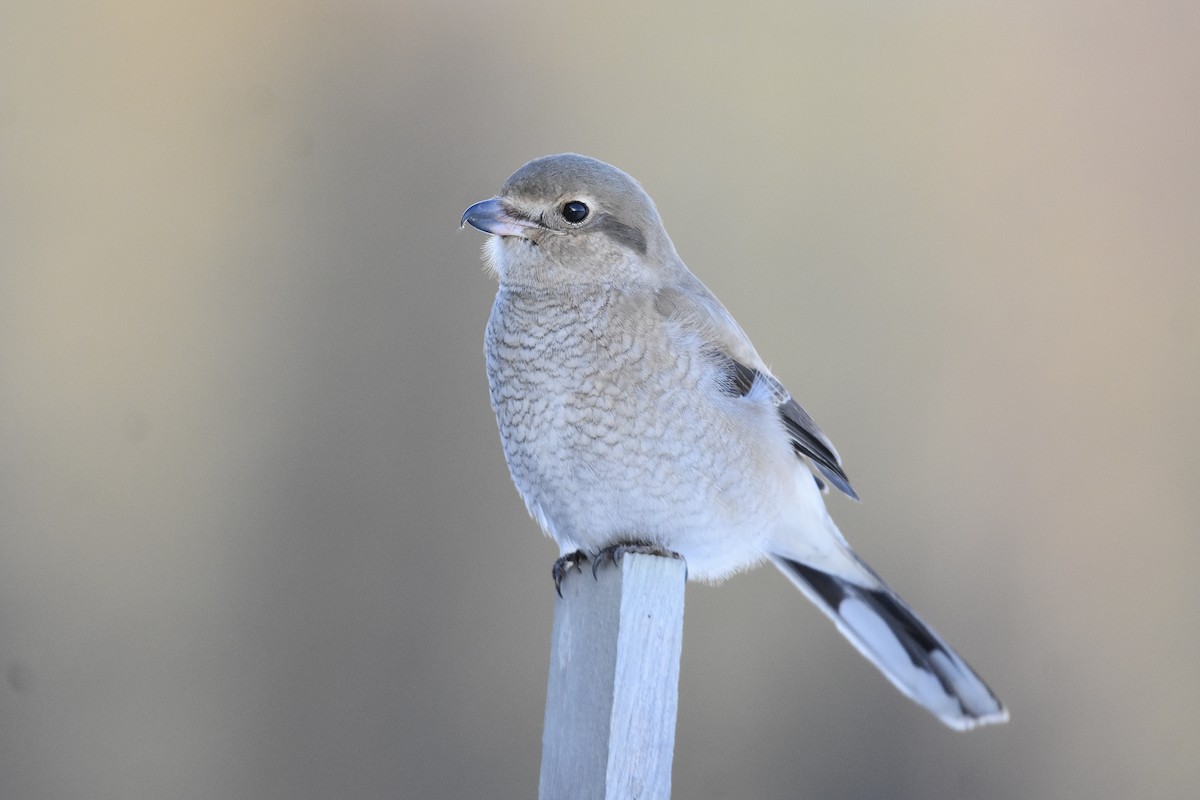 Northern Shrike - ML647266448