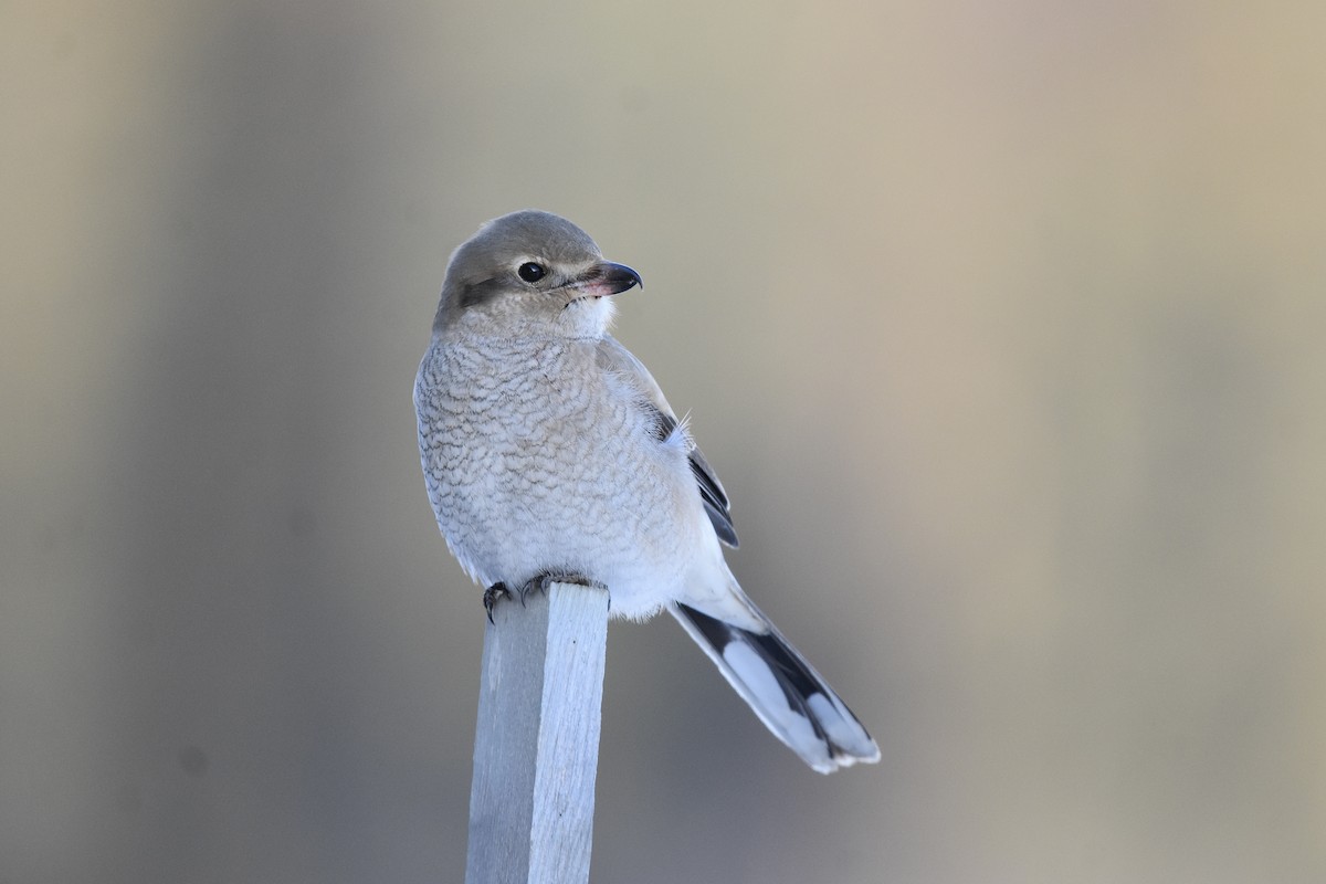 Northern Shrike - ML647266449