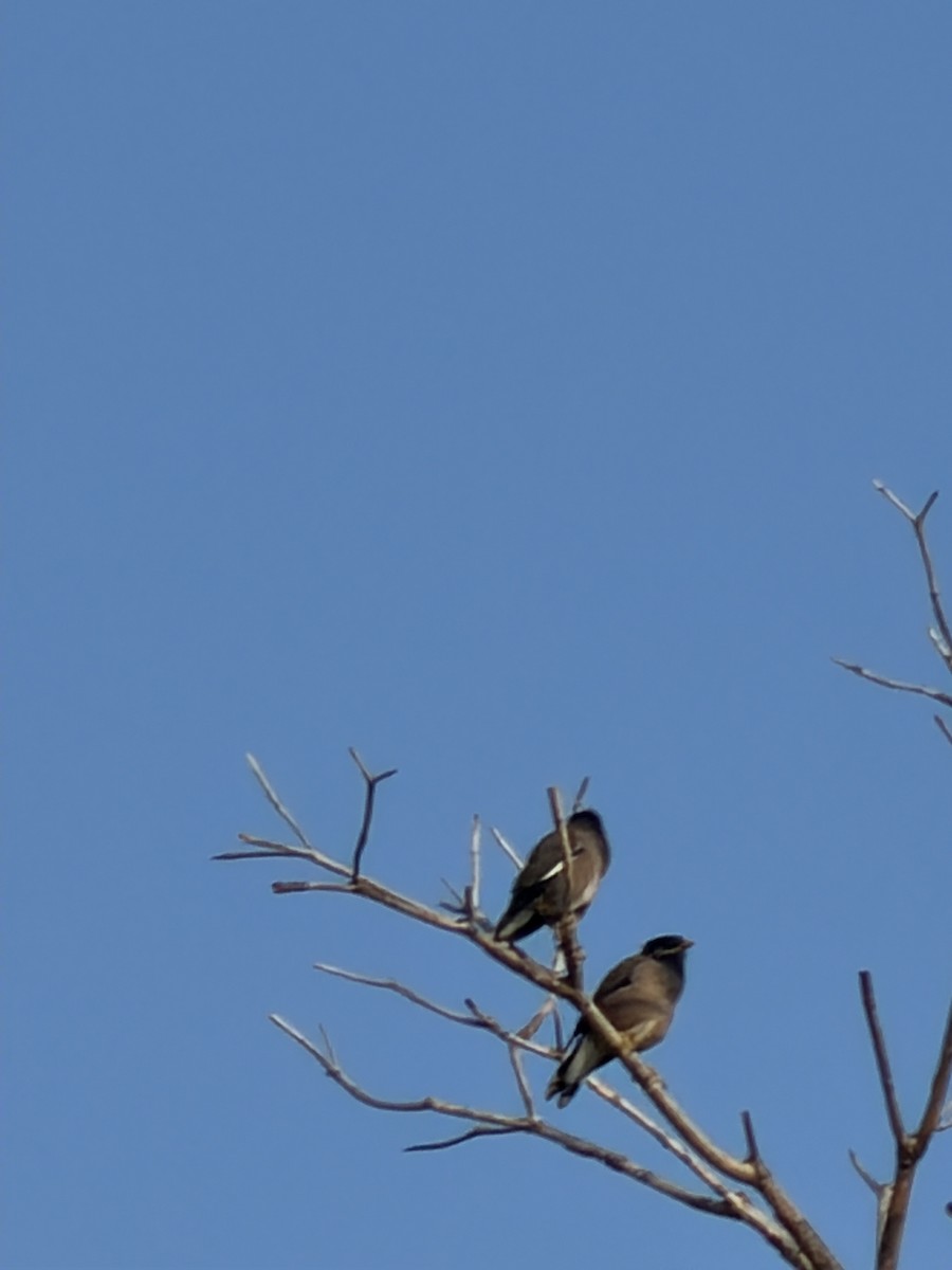 מיינה מצויה - ML647266450
