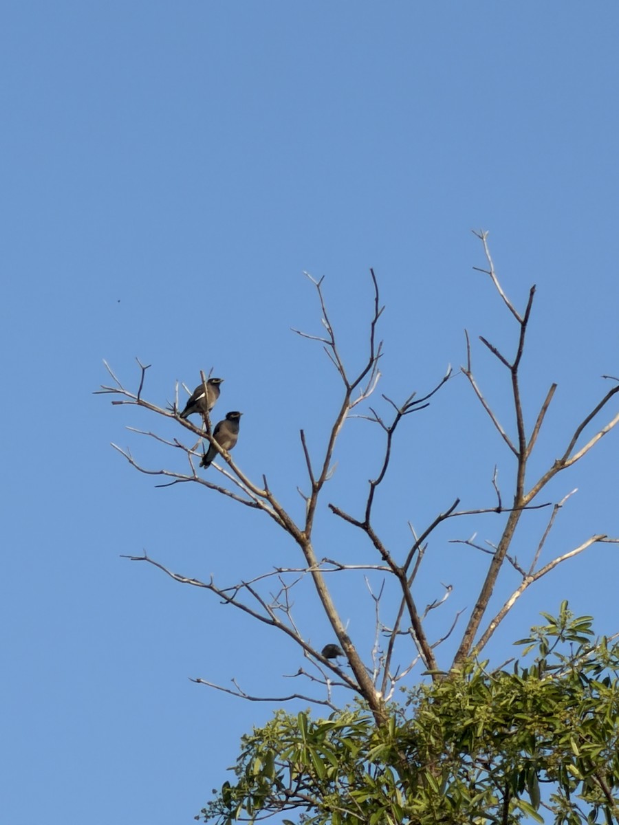 מיינה מצויה - ML647266452