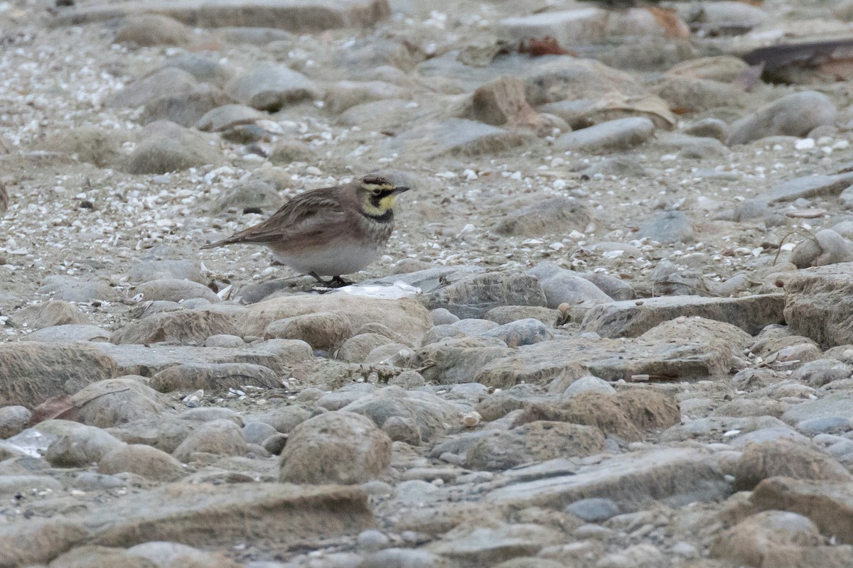 Horned Lark - ML647266455