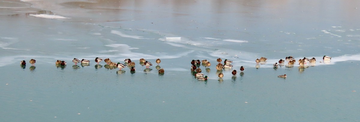 綠頭鴨 - ML647266457