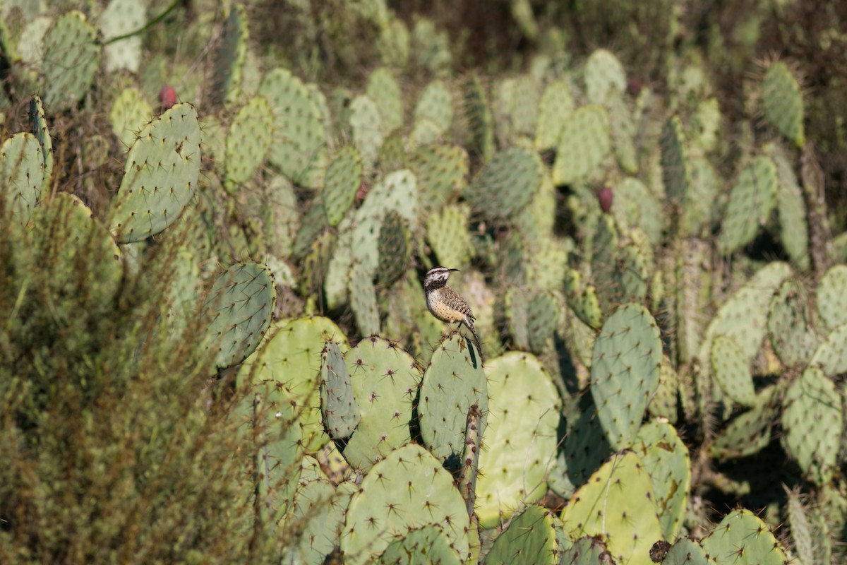 Cactus Wren - ML647266458