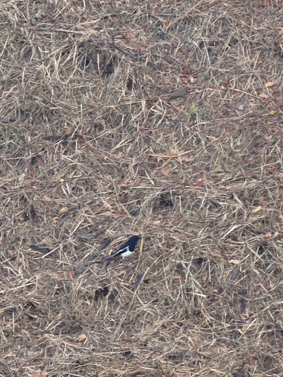 鵲鴝 - ML647266459