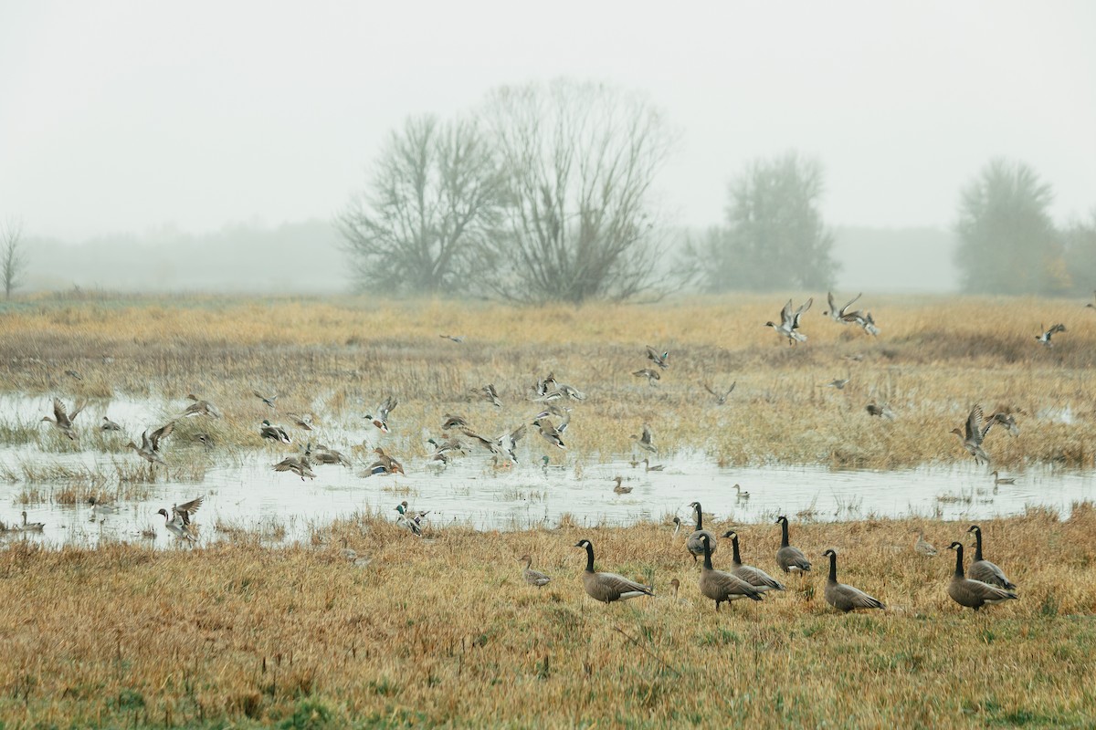 Canada Goose - ML647266460