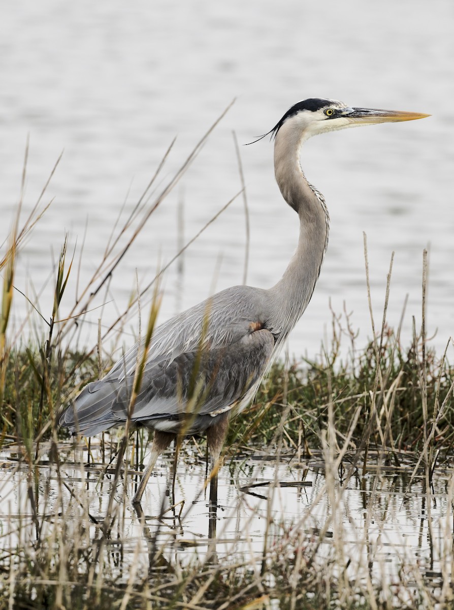 Great Blue Heron - ML647266461