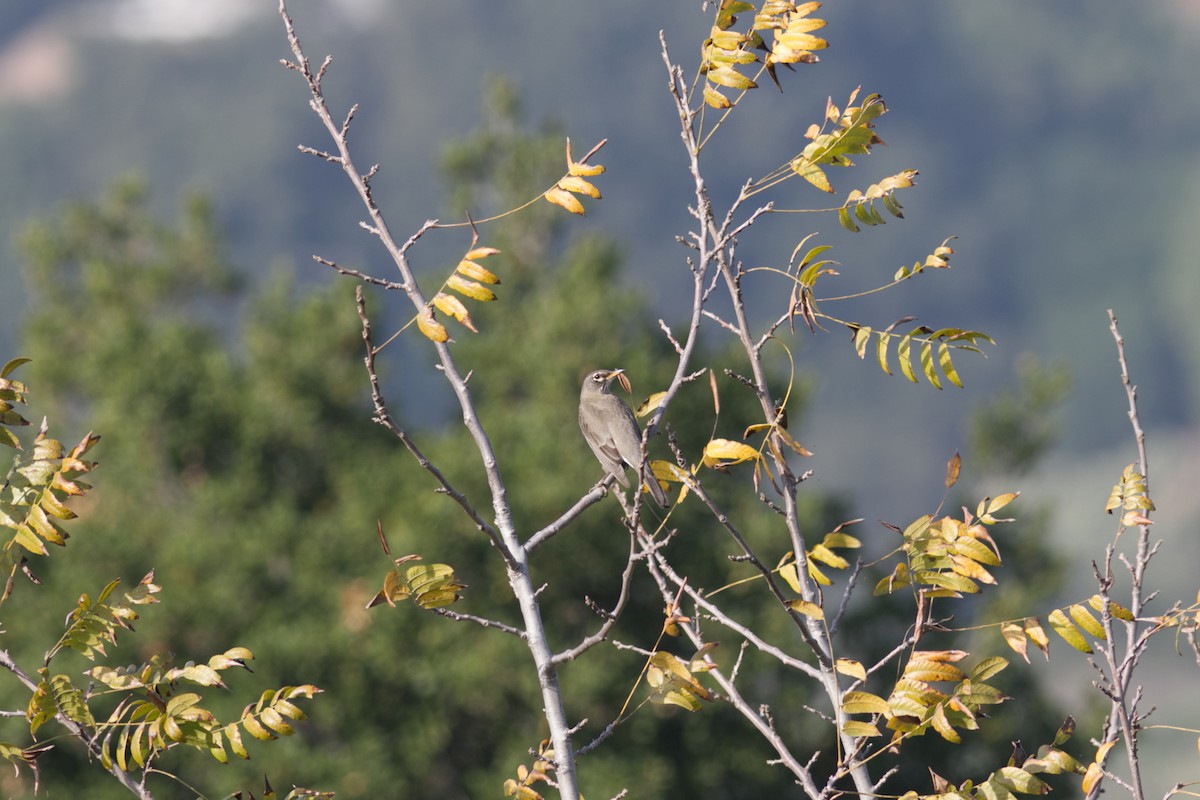 American Robin - ML647266462