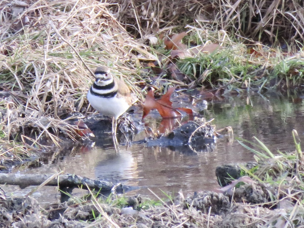 Killdeer - ML647266463