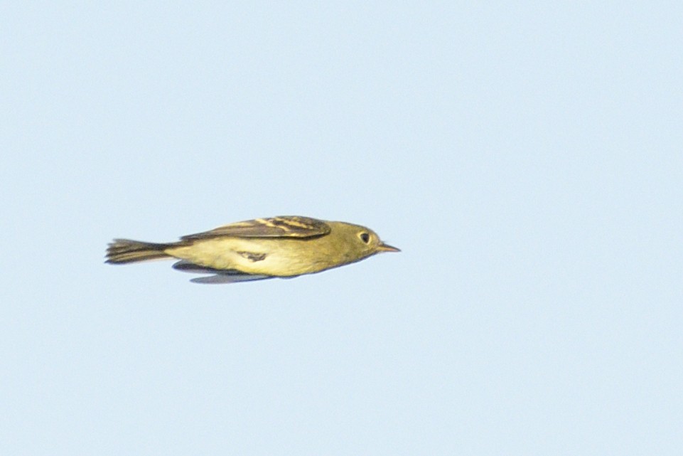 Yellow-bellied Flycatcher - ML647266465