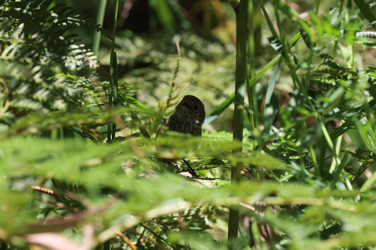 Brown Thornbill - ML647266468