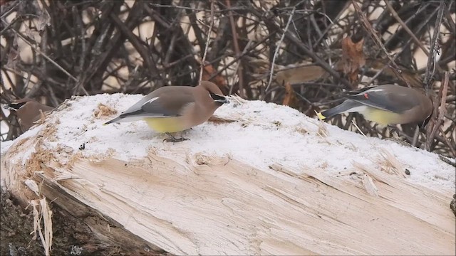 ציצנית אמריקנית - ML647266469