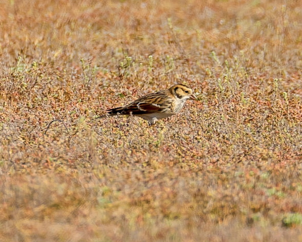 Подорожник лапландський - ML647266471